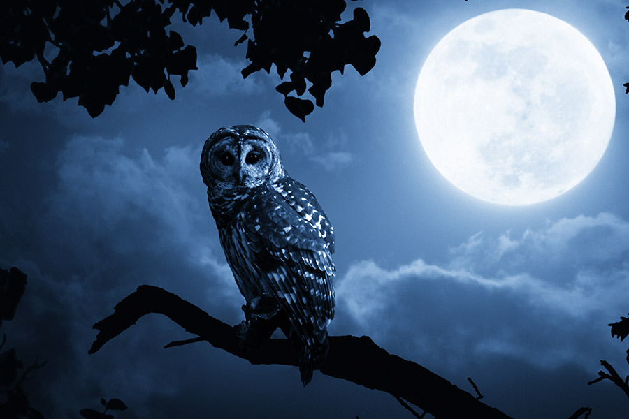 Photography Tours for Night Owls