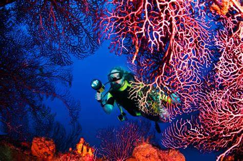 Photography Tours For Underwater Photography