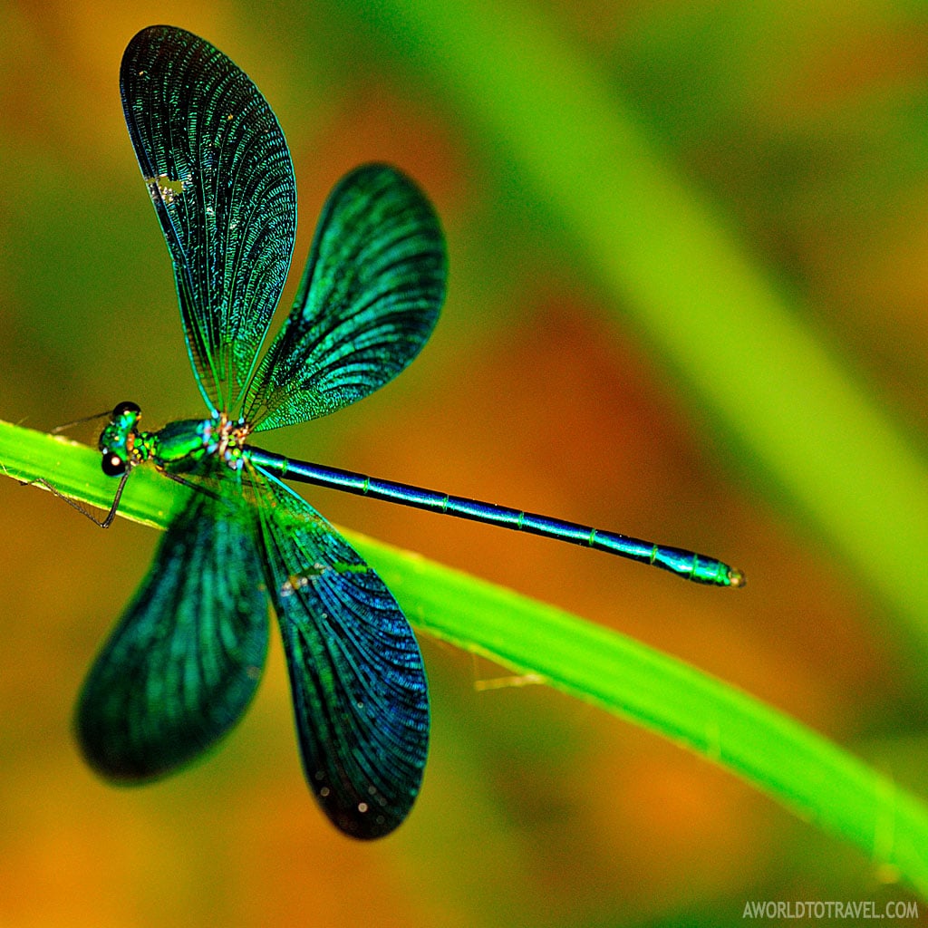 Photography Tours For Macro Photography